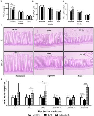 Role of microencapsulated Lactobacillus plantarum in alleviating intestinal inflammatory damage through promoting epithelial proliferation and differentiation in layer chicks